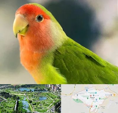 فروش طوطی در بجنورد