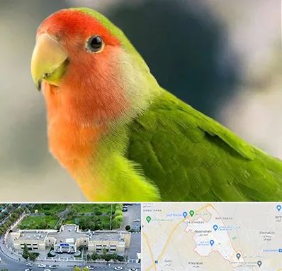 فروش طوطی در نسیم شهر