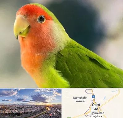 فروش طوطی در قم