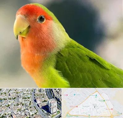 فروش طوطی در قاسم آباد مشهد 