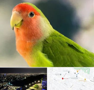 فروش طوطی در هفت تیر مشهد 