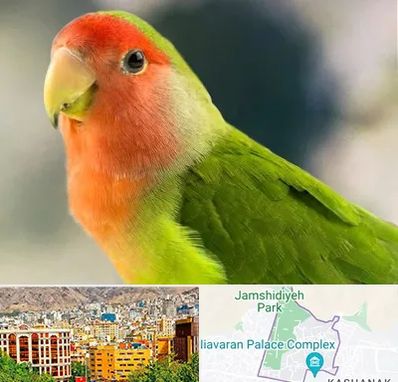 فروش طوطی در نیاوران 