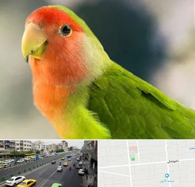 فروش طوطی در خیابان دامپزشکی
