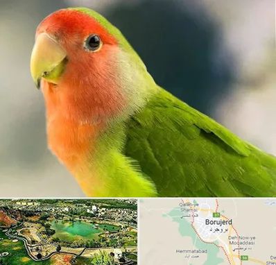 فروش طوطی در بروجرد