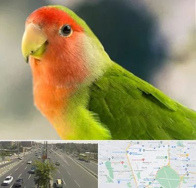 فروش طوطی در منطقه 17 تهران 