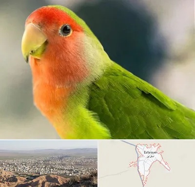 فروش طوطی در اسفراین