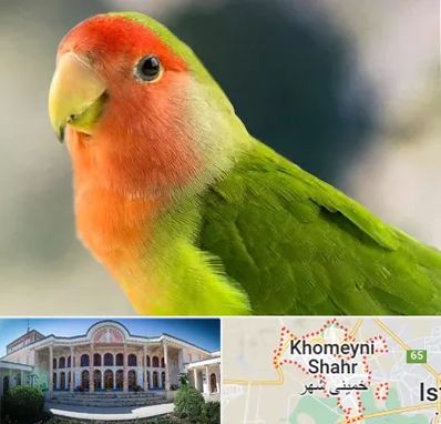 فروش طوطی در خمینی شهر