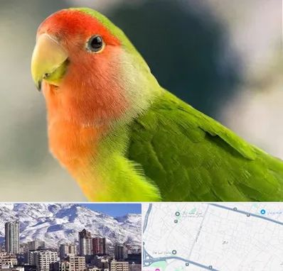 فروش طوطی در ازگل