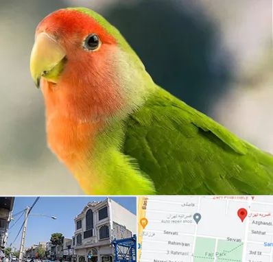 فروش طوطی در افسریه 