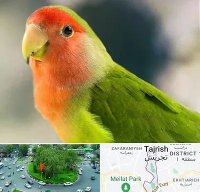 فروش طوطی در تجریش 