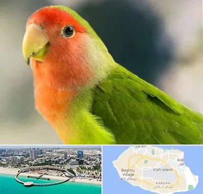 فروش طوطی در کیش