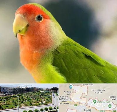 فروش طوطی در پردیس