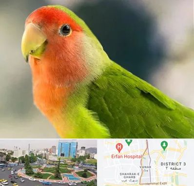 فروش طوطی در ونک 