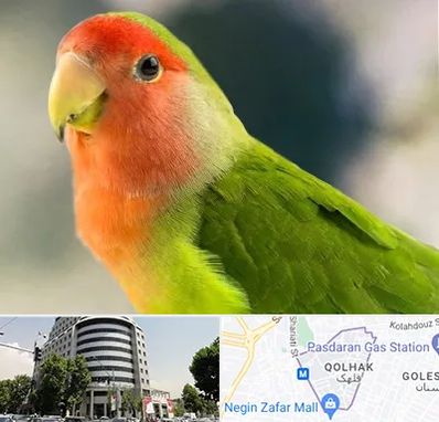 فروش طوطی در قلهک 