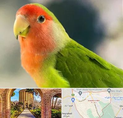 فروش طوطی در شهر ری