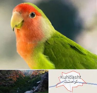 فروش طوطی در کوهدشت