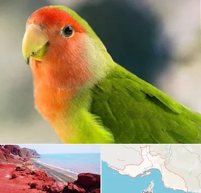 فروش طوطی در هرمزگان