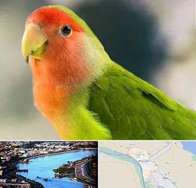 فروش طوطی در خرمشهر