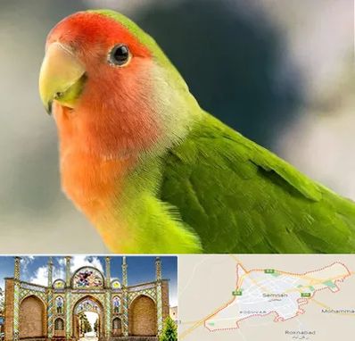 فروش طوطی در سمنان