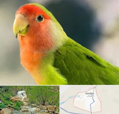 فروش طوطی در کردان