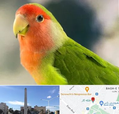 فروش طوطی در فلکه گاز شیراز