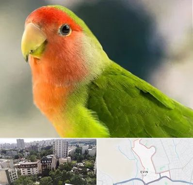 فروش طوطی در اوین