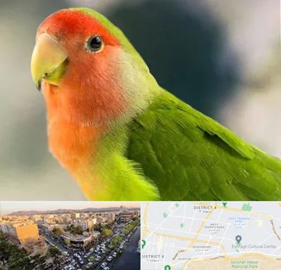 فروش طوطی در تهرانپارس 