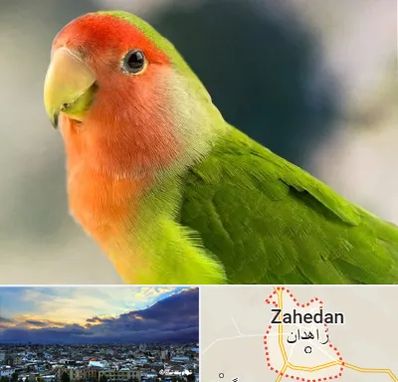 فروش طوطی در زاهدان