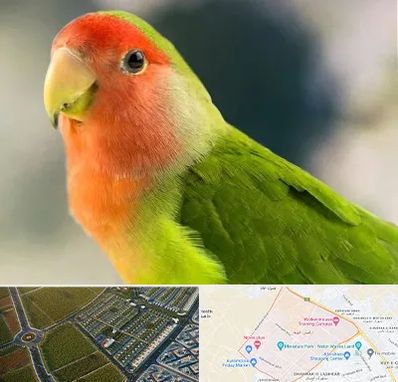 فروش طوطی در الهیه مشهد 