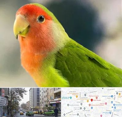 فروش طوطی در فاطمی 