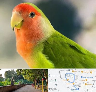 فروش طوطی در فلکه گاز رشت 