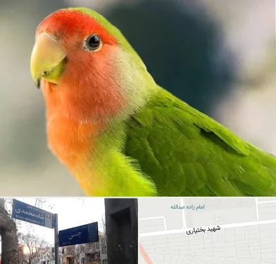 فروش طوطی در سی متری جی