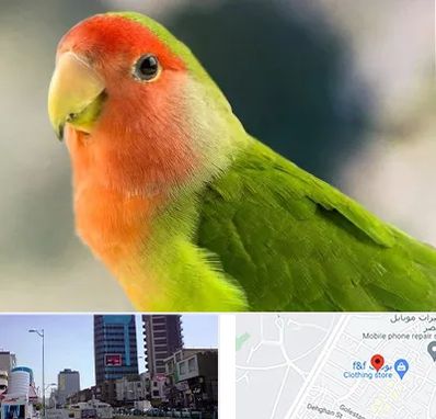 فروش طوطی در چهارراه طالقانی کرج 