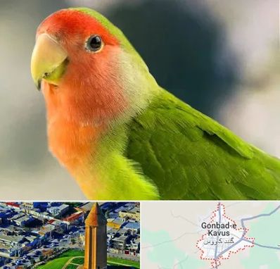 فروش طوطی در گنبد کاووس