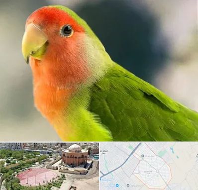 فروش طوطی در گلستان اسلامشهر