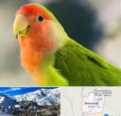 فروش طوطی در شمشک