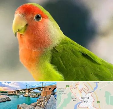 فروش طوطی در دزفول