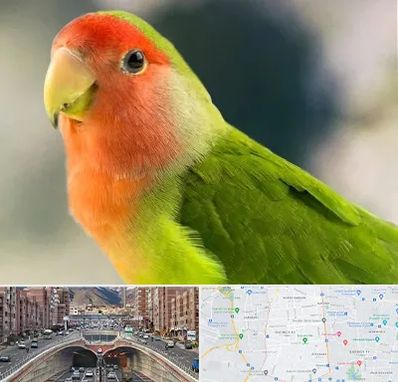 فروش طوطی در منطقه 10 تهران 