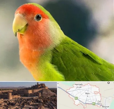 فروش طوطی در بم