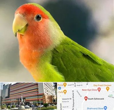 فروش طوطی در سهروردی 