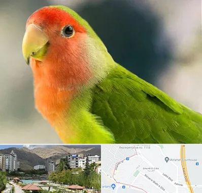 فروش طوطی در شهر زیبا 