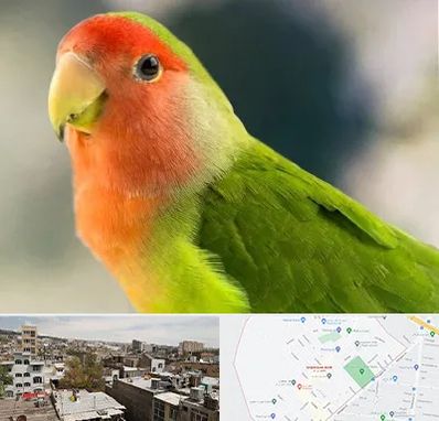 فروش طوطی در شمیران نو 