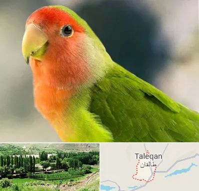 فروش طوطی در طالقان