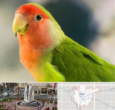 فروش طوطی در زابل