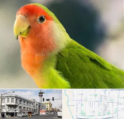 فروش طوطی در 17شهریور