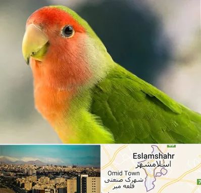 فروش طوطی در اسلامشهر