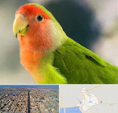 فروش طوطی در بندر ماهشهر