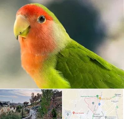 فروش طوطی در باغستان کرج 