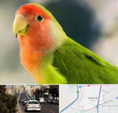 فروش طوطی در خطیب تبریز