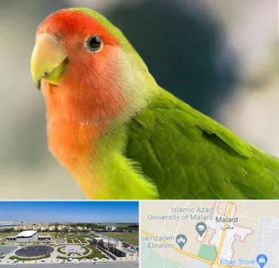 فروش طوطی در ملارد